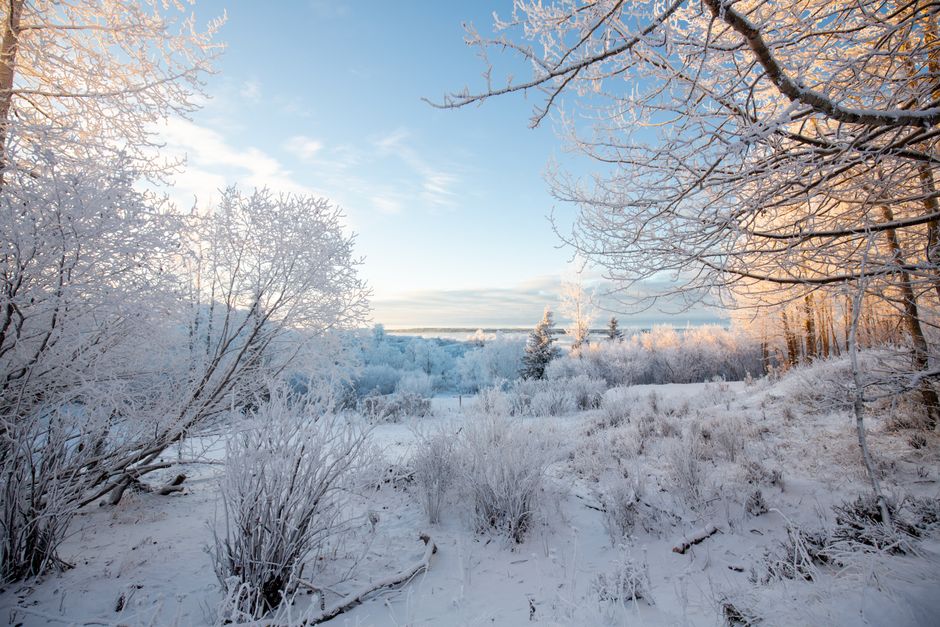 Snowy winter landscape with soft daylight in the Anchorage area